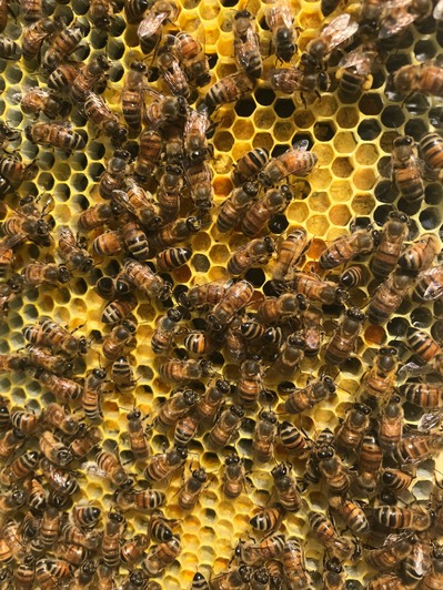 HoneyBees